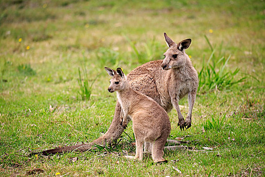 大灰袋鼠,灰袋鼠,成年,女性,小动物,国家公园,新南威尔士,澳大利亚,大洋洲