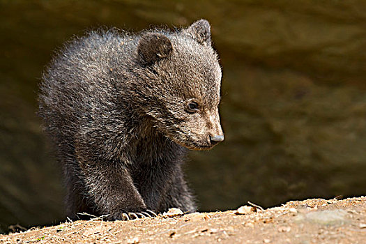 欧洲,棕熊,幼兽,3个月,俘获,动物,围挡,巴伐利亚森林国家公园,巴伐利亚,德国