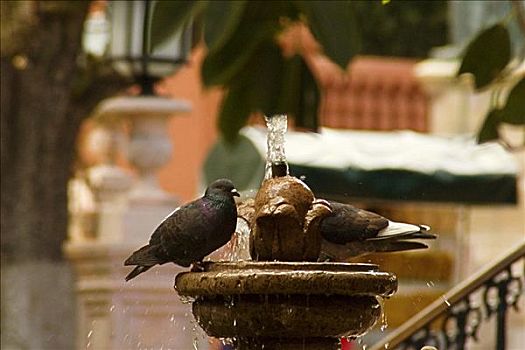 两个,鸽子,栖息,喷泉,墨西哥