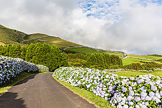 盛開,繡球花,墻壁,正面,農(nóng)業(yè),風景,平滑,綠色,山,自然,島嶼,亞速爾群島,葡萄牙