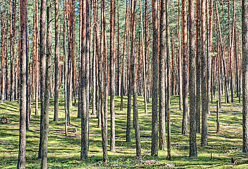 树林,立陶宛,欧洲
