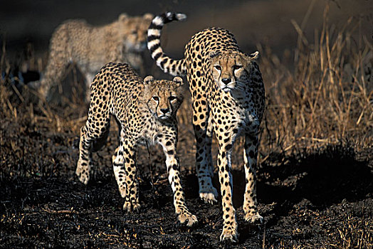 非洲,肯尼亚,马塞马拉野生动物保护区,成年,女性,印度豹,猎豹,走,年轻,幼兽,热带草原