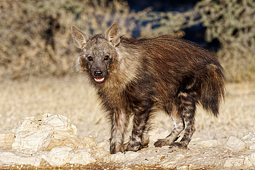 褐色,鬣狗,卡拉哈迪大羚羊国家公园,南非,非洲