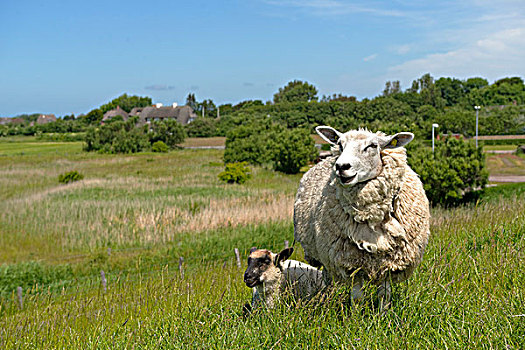 绵羊,女性,羊羔,站立,堤岸,靠近,石荷州,德国,欧洲
