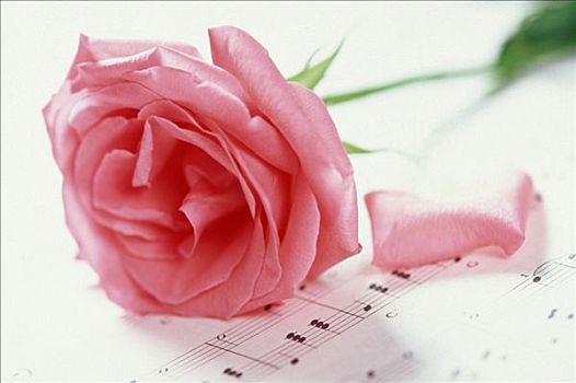玫瑰,花,乐谱