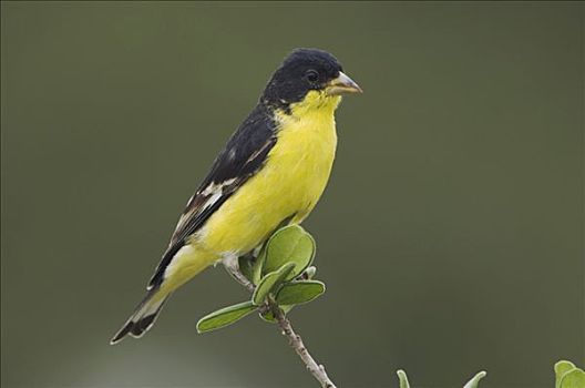 金翅雀,黑背,雄性,栖息,丘陵地区,德克萨斯,美国