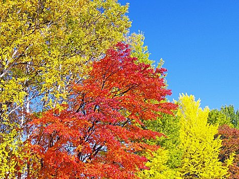 彩色,叶子,蓝天