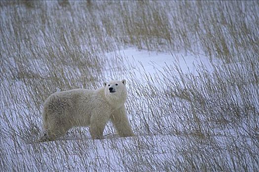 北极熊,邱吉尔角,曼尼托巴,加拿大