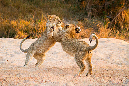 两个,幼狮,狮子,站立,后腿,沙子,玩,爪子,空中,尾部,向上