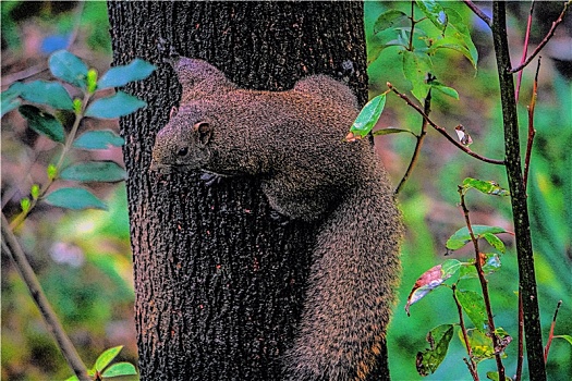 野生红腹松鼠在香樟树干上回头张望