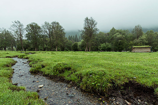 雨雾,中的,新疆,小景