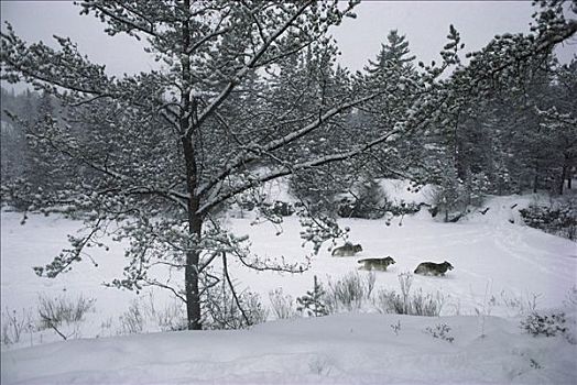 大灰狼,狼,三个,大雪,冰湖,明尼苏达