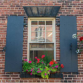 特写,窗,花,爱德华王子岛,加拿大