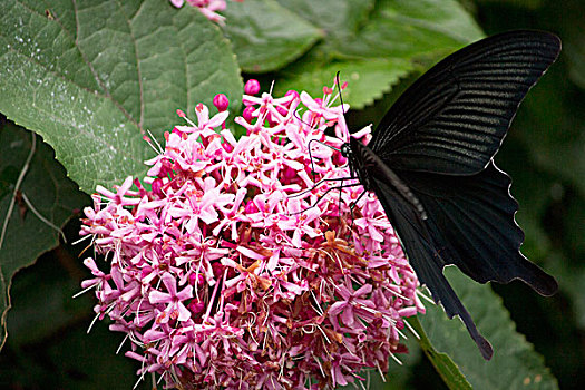 黑色,燕尾蝶,吮,花蜜,花