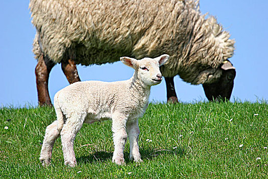 绵羊,羊羔,母羊,石荷州,德国,欧洲