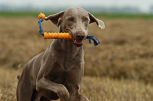 魏玛犬