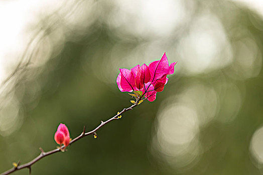 勒杜鹃花开红艳艳