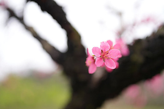 细雨中的桃花盛开烟雨迷蒙乱人眼