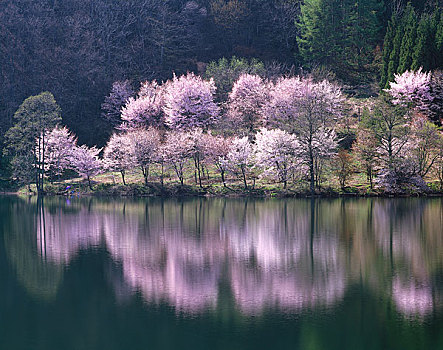 湖,樱花