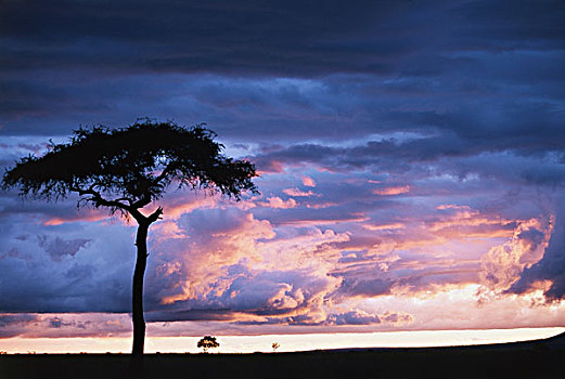 肯尼亚,马赛马拉,日落,风暴,大幅,尺寸