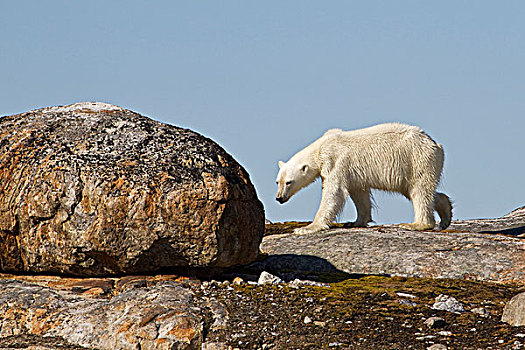 北极熊,成年,走,岩石上,斯匹茨卑尔根岛,斯瓦尔巴特群岛,挪威,欧洲