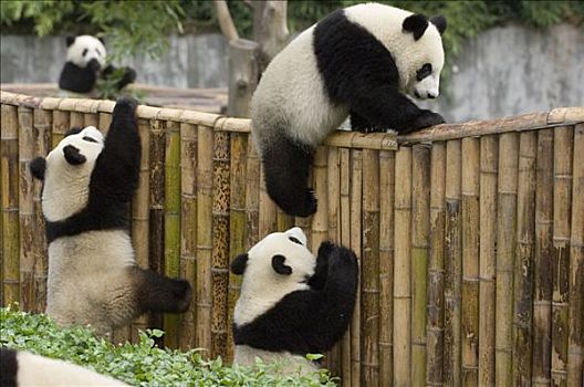 大熊猫,幼兽,攀登,栅栏,卧龙自然保护区,中国