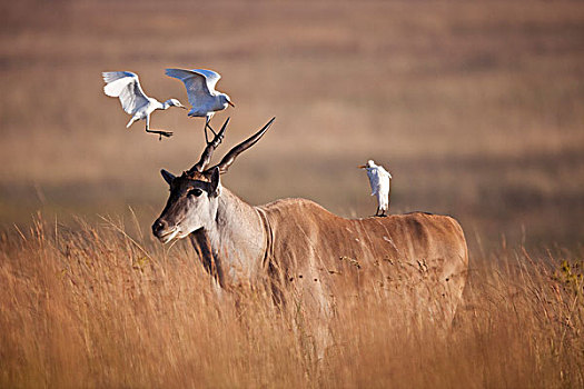 大羚羊,牛背鹭,自然保护区,南非
