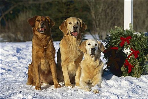 两个,金毛猎犬,狗,三个,成年,坐,并排,雪地,靠近,圣诞花环
