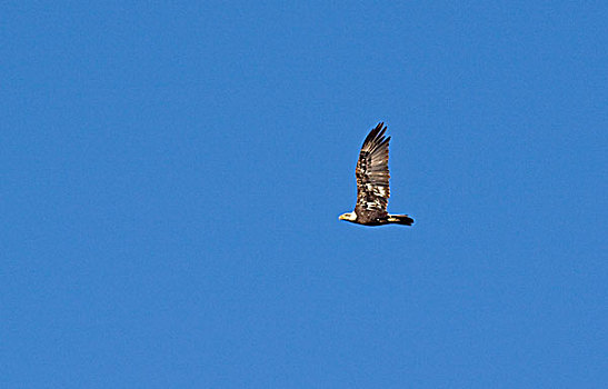 成熟,白头鹰,飞行,冰川国家公园,蒙大拿