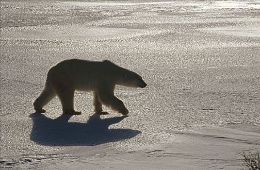 北极熊,冰原,丘吉尔市,曼尼托巴,加拿大