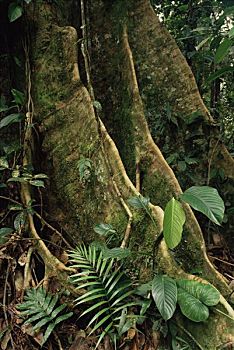 雨林,树,展示,厄瓜多尔