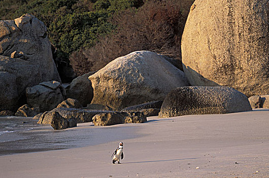 非洲企鹅,黑脚企鹅,靠近,开普敦,南非,漂石