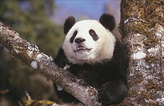 大熊猫,树上,哺乳动物,卧龙自然保护区,四川,中国,亚洲,动物