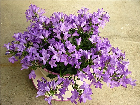 风铃草,紫色