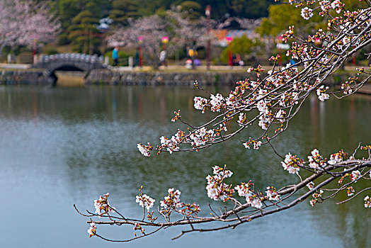 日本九州小城市小城公园樱花