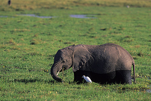 肯尼亚,安伯塞利国家公园,大象,进食