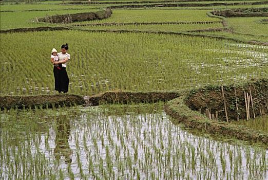 越南,女人,婴儿,手臂,稻田