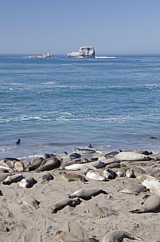 加利福尼亚,太平洋海岸,海滩,北方,海象,野生,北象海豹,生物群,沿岸,小路,州立公园