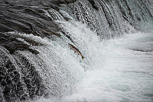 三文鱼,跳跃,向上,瀑布,阿拉斯加,大幅,尺寸