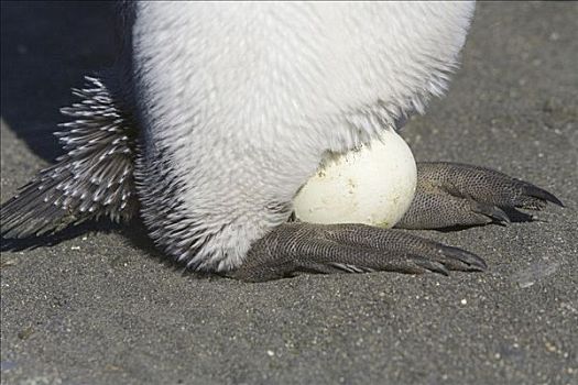 帝企鹅,孵卵,脚,海滩,金港,南乔治亚,南大洋,南极辐合带