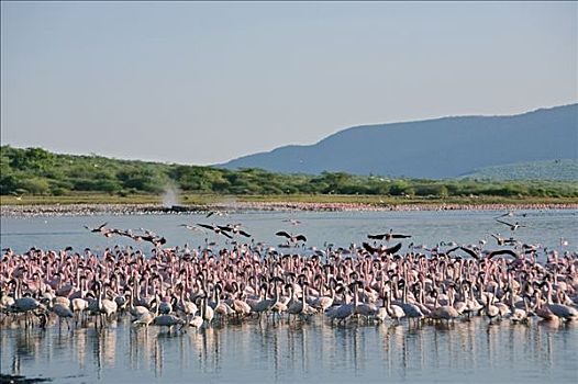肯尼亚,柏哥利亚湖,早晨,成群,小红鹳,专注,靠近,许多,温泉,碱性湖,大裂谷