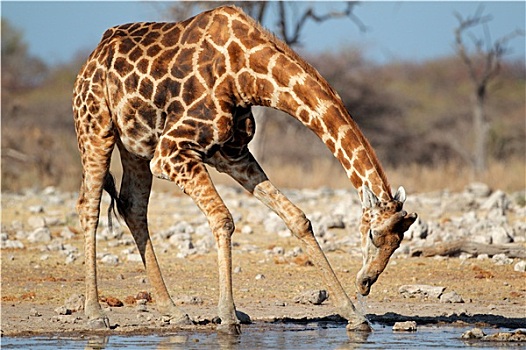 长颈鹿,饮用水