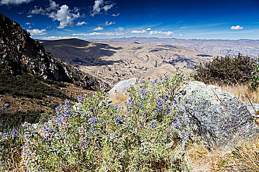 紫罗兰,堇菜科,山脉,途中,泻湖,秘鲁,南美