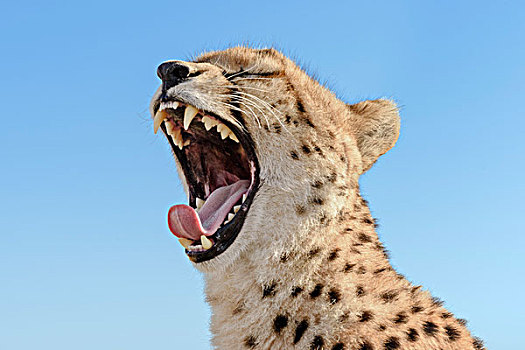 印度豹,猎豹,哈欠,雌性,头像,蓝天,马赛马拉国家保护区,肯尼亚,非洲