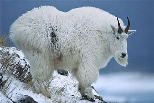 石山羊,雪羊,站立,雪中,落基山脉,北美