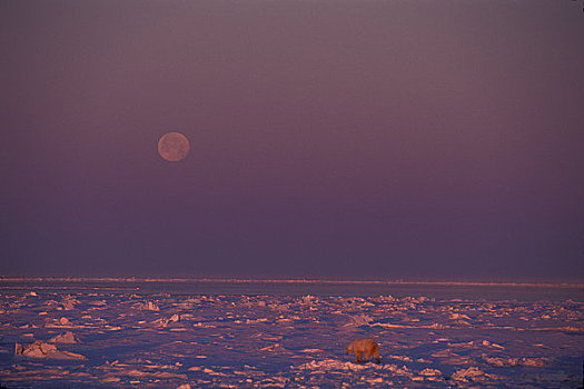 加拿大,曼尼托巴,哈得逊湾,浮冰,满月,北极熊