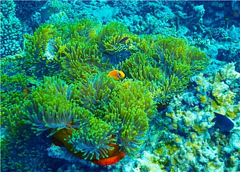 珊瑚礁,水下,背景
