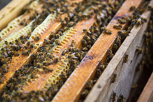 蜂箱,蜜蜂,特写镜头