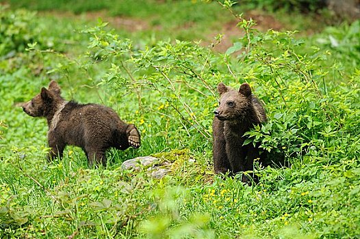 两个,幼兽,棕熊,巴伐利亚森林,德国