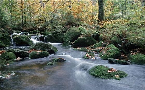 树林,溪流,巴伐利亚森林国家公园,巴伐利亚,德国